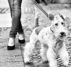 Dog On Leash Outside of Jersey City Apartments for Rent